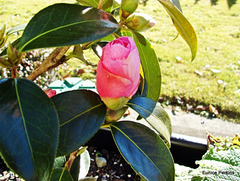 Camellia Bud.