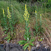 Verbascum (2)