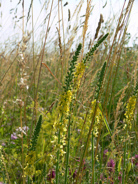 Wildblumen auf dem Münchshofener Berg