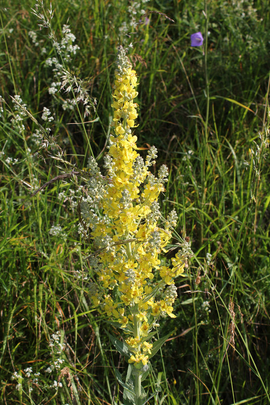 Verbascum thapsus