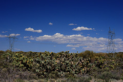 "Joshua Tree Parkway"