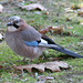 Eurasian Jay (Garrulus glandarius) on my lawn