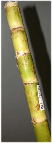 sugar-cane