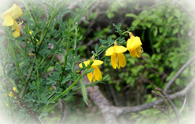 Cytisus scoparius