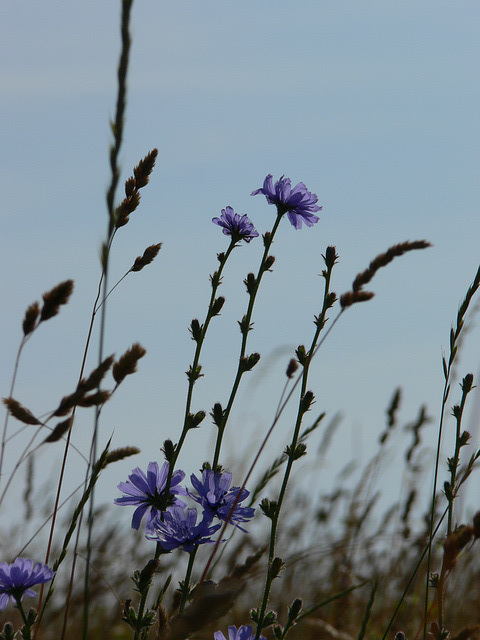 Wildblumen auf dem Münchshofener Berg