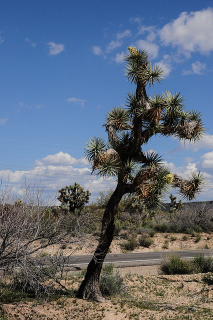 "Joshua Tree Parkway"