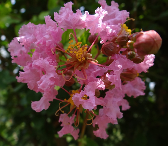 The first Crape Myrtle flowers this year