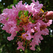 The first Crape Myrtle flowers this year