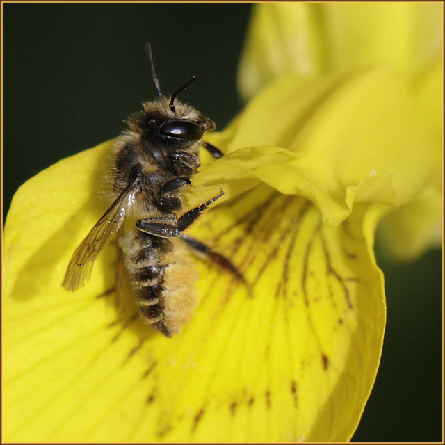 Megachile