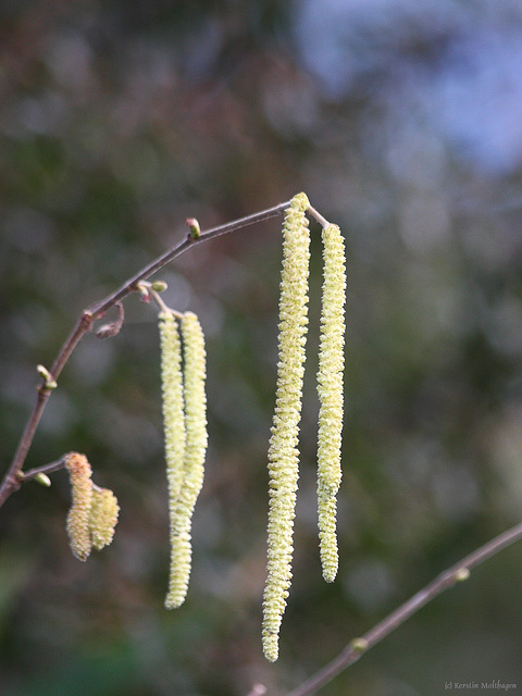 Frühling? (Wilhelma)