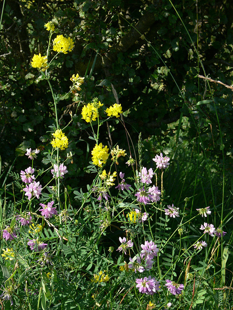 Wildblumen auf dem Münchshofener Berg