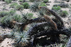 "Joshua Tree Parkway"