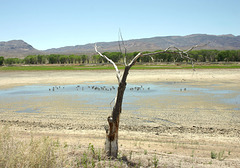 Upper Pahranagat Lake