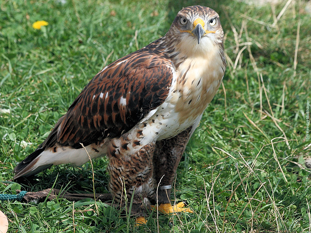 Königsbussard