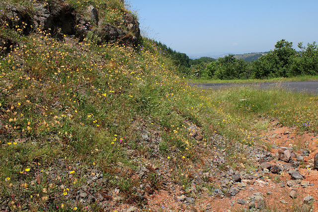 Rochers et talus fleuris (4)