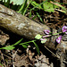 Polygala vulgaris - Polygale commune