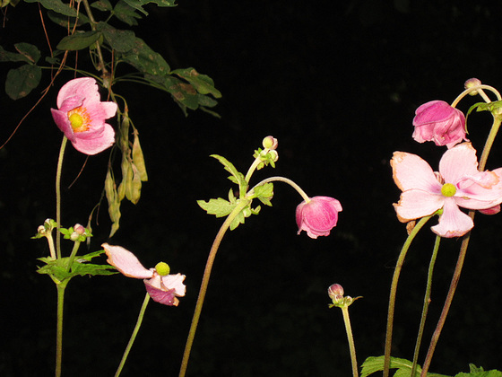 Five Japanese Anemones with one little bud in the  back