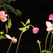 Five Japanese Anemones with one little bud in the  back