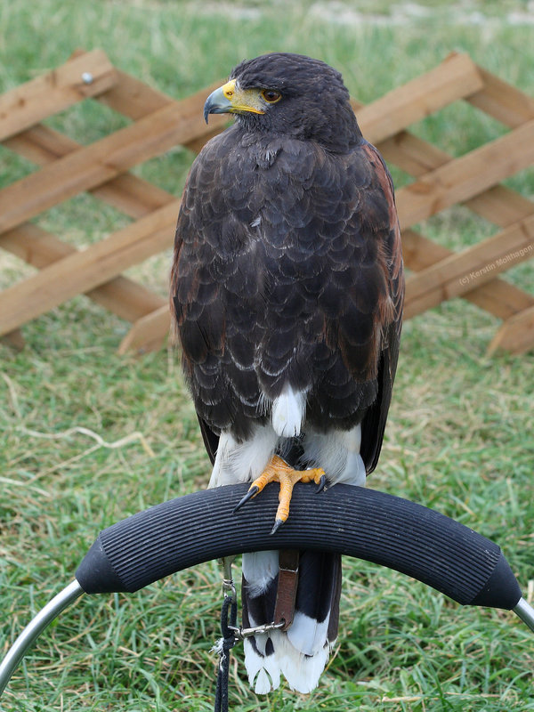 Wüstenbussard