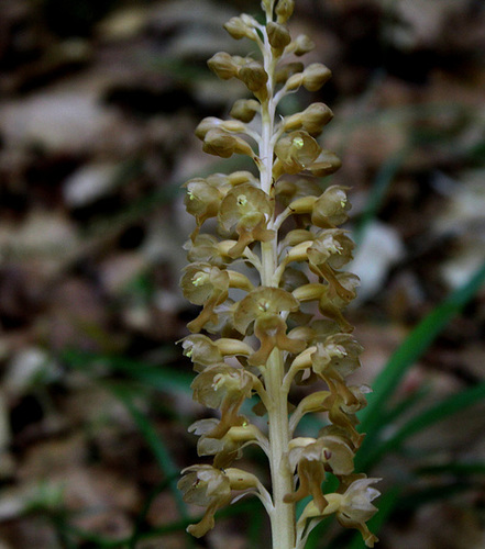 Neottia nidus-avis - Néottie nid-d'oiseau