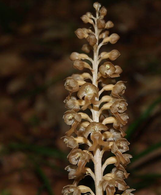 Neottia nidus-avis- Néottie nid-d'oiseau (3)