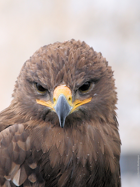 Steppenadler