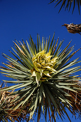 "Joshua Tree Parkway"