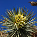 "Joshua Tree Parkway"