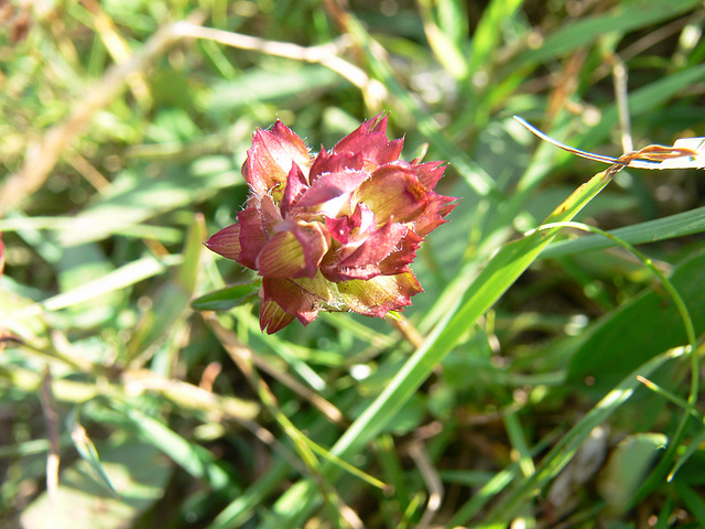 Wildblumen auf dem Münchshofener Berg