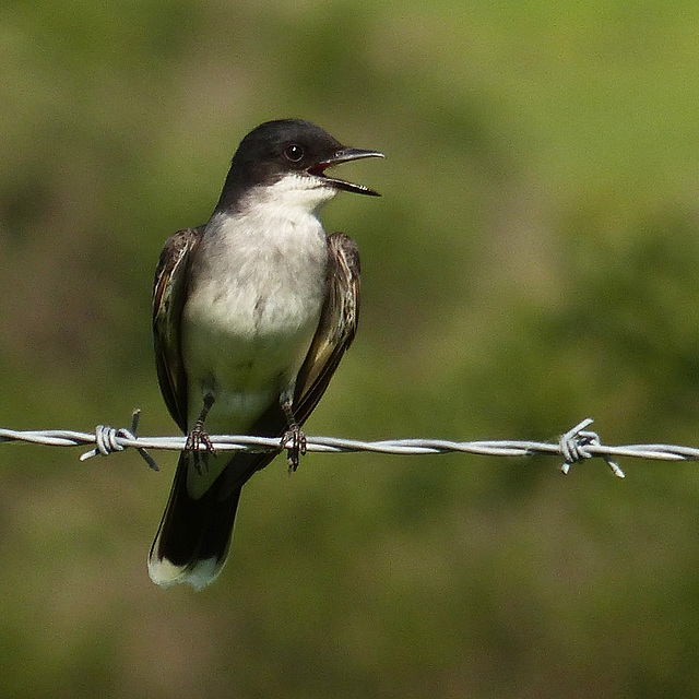 Too hot for the birds