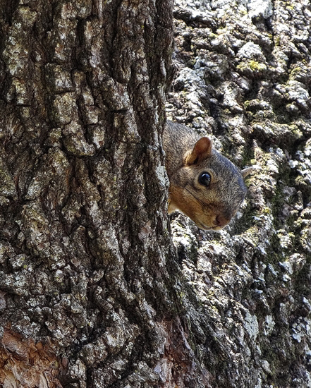 For the first time he didnt run away but stayed higher up the tree whilst I loaded the feeder