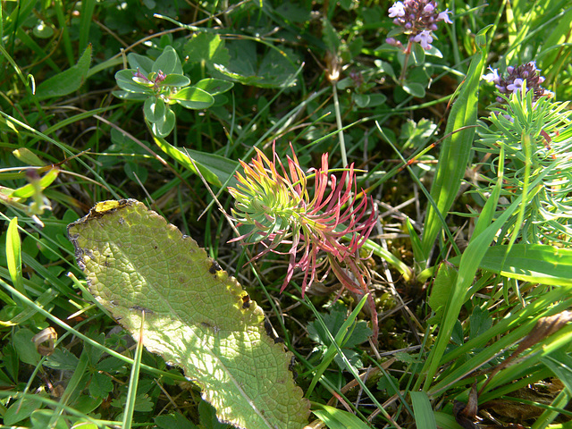 Wildblumen auf dem Münchshofener Berg