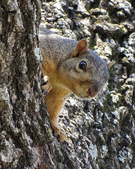 For the first time he didnt run away but stayed higher up the tree whilst I loaded the feeder