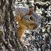 For the first time he didnt run away but stayed higher up the tree whilst I loaded the feeder