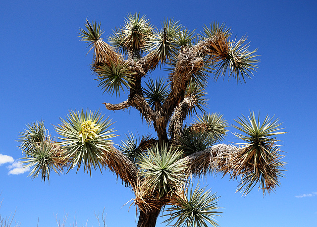 "Joshua Tree Parkway"