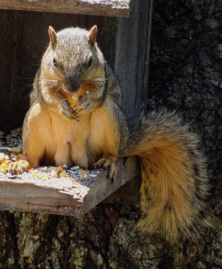 Then he sat and had breakfast !