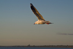 Silver Gull at dusk