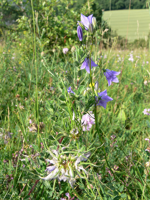 Wildblumen auf dem Münchshofener Berg