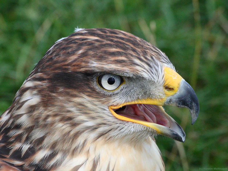 Königsbussard