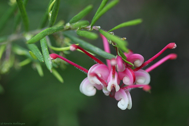 Blüte an einem Strauch (Wilhelma)