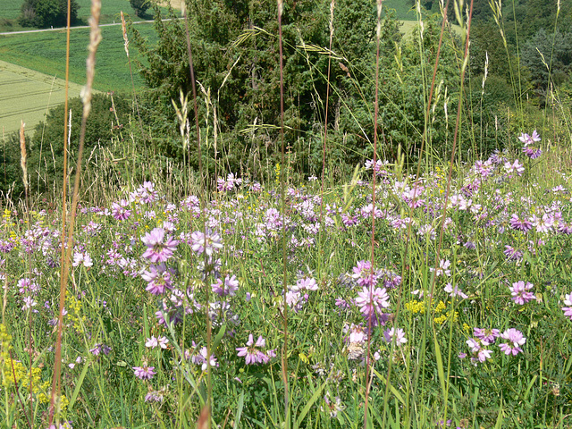 Impressionen - Münchshofener Berg