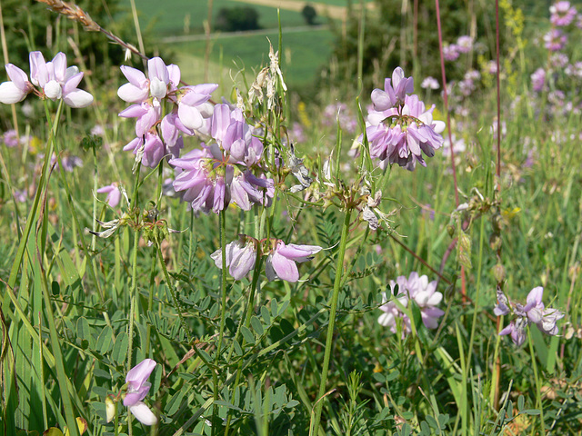 Wildblumen auf dem Münchshofener Berg