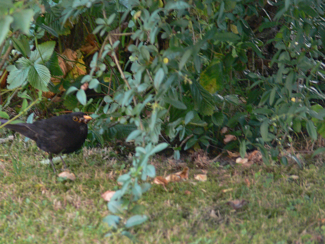 Amsel auf Nahrungssuche