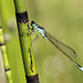 Agrion élégant