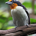 Tupfenbartvogel (Wilhelma)
