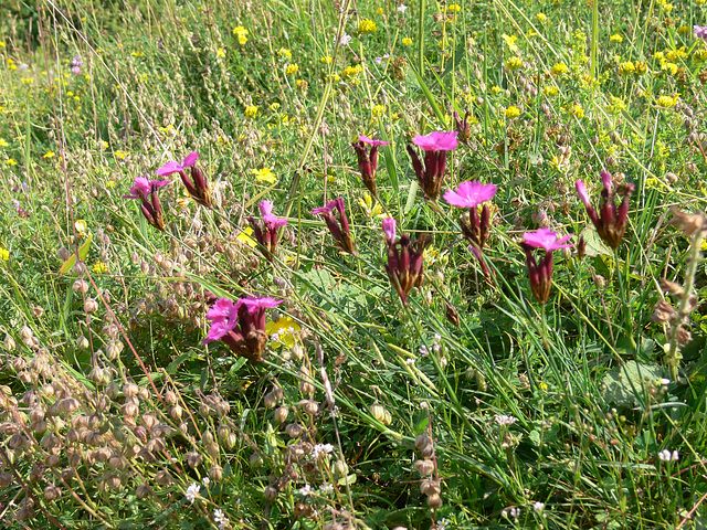 Wildblumen auf dem Münchshofener Berg