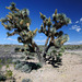 "Joshua Tree Parkway"