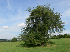 Auf dem Münchshofener Berg