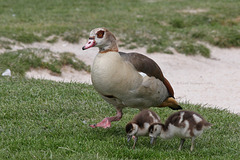 Mutter Nilgans und ihre Kinder (Wilhelma)