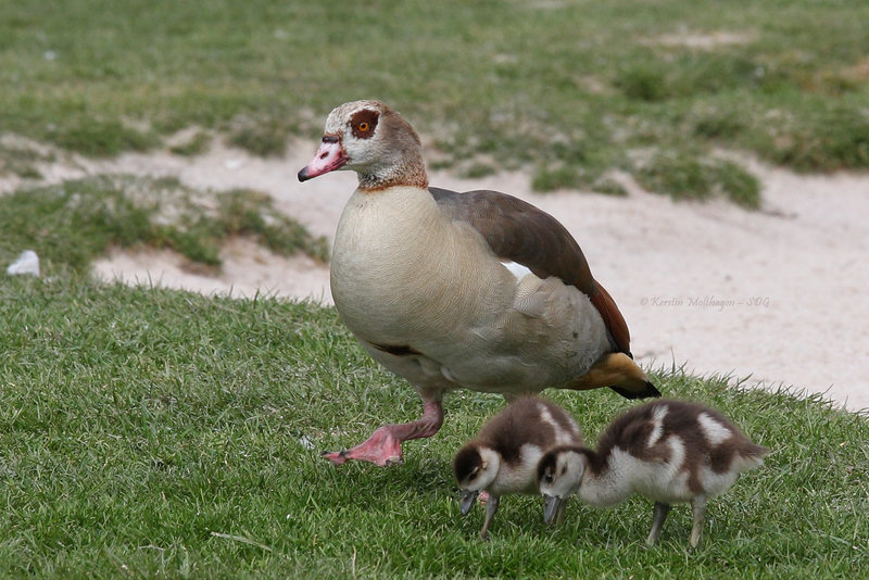 Mutter Nilgans und ihre Kinder (Wilhelma)